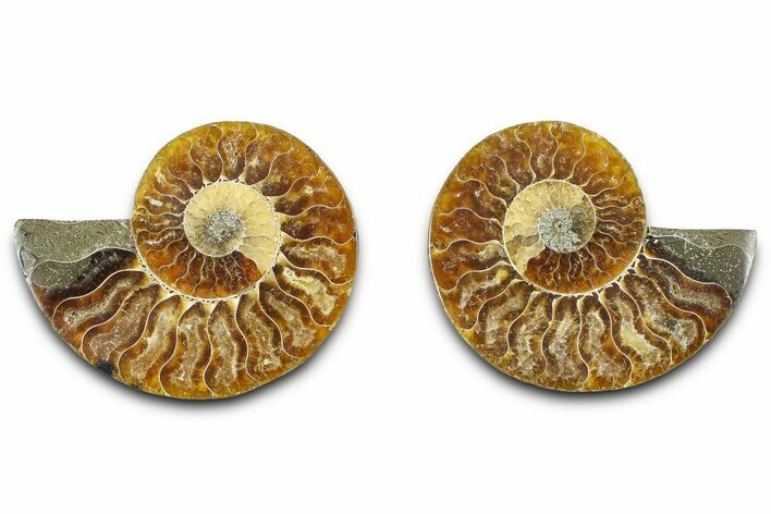 Cut & Polished Ammonite Fossil - Madagascar #377518
